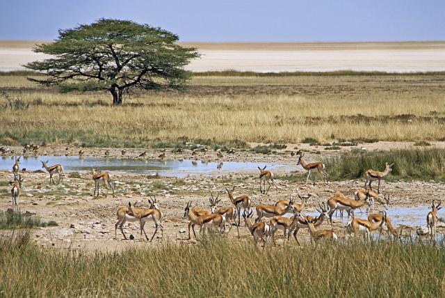 218 Etosha NP, springbokken.JPG